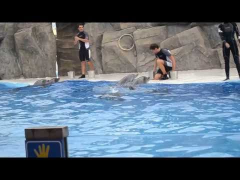 ბათუმის დელფინარიუმი დელფინების ცეკვა Batumi Dolphinarium